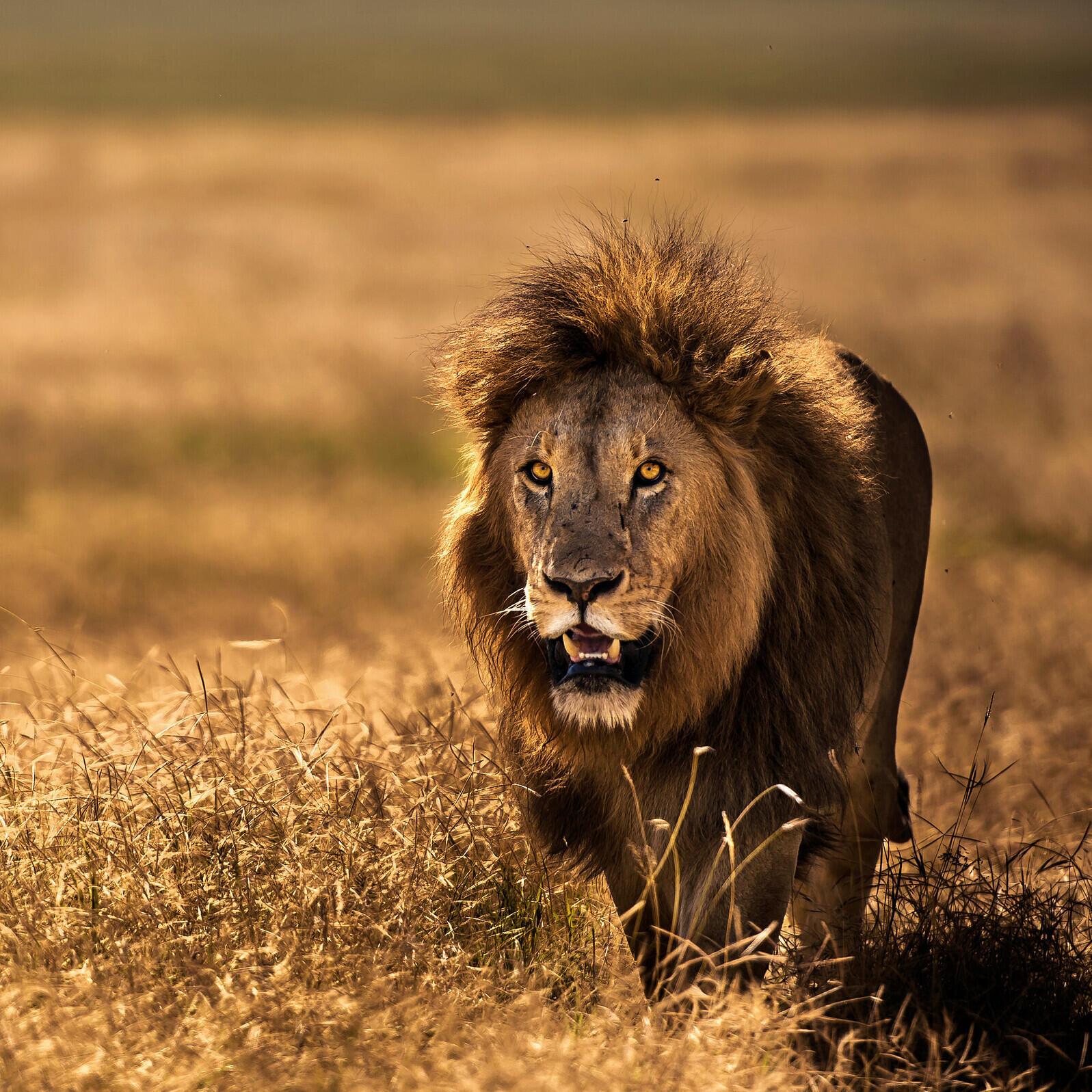 l&oslash;ve i Serengeti