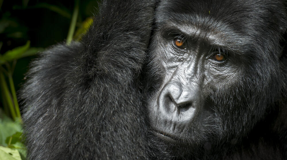 Gorillatrekking og Safari i Uganda