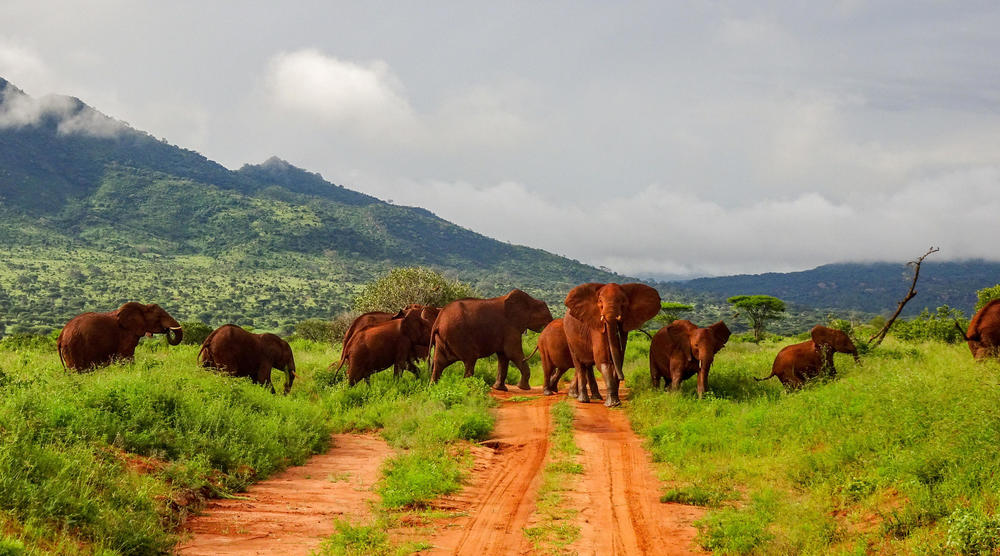 Safari i Tsavo og badeferie i Malindi