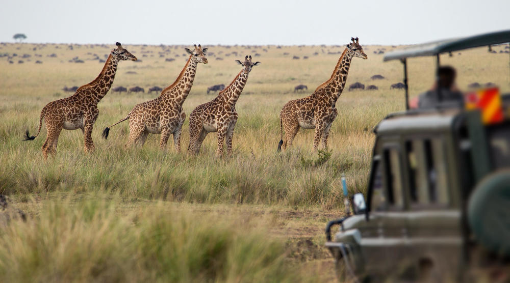 Safari i Tanzania & badeferie på Zanzibar