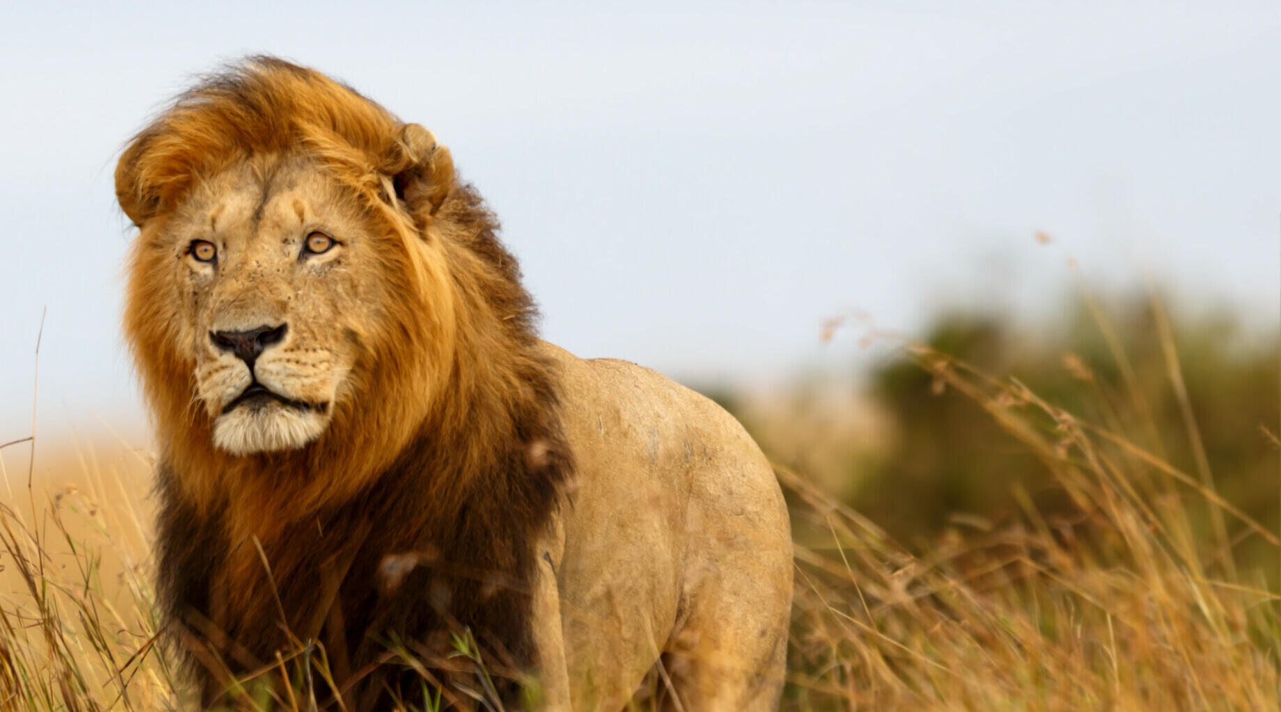 Serengeti - The Great Migration