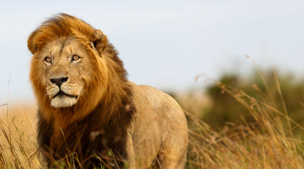 Serengeti - The Great Migration