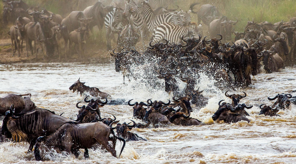 Masai Mara og Det indiske Hav