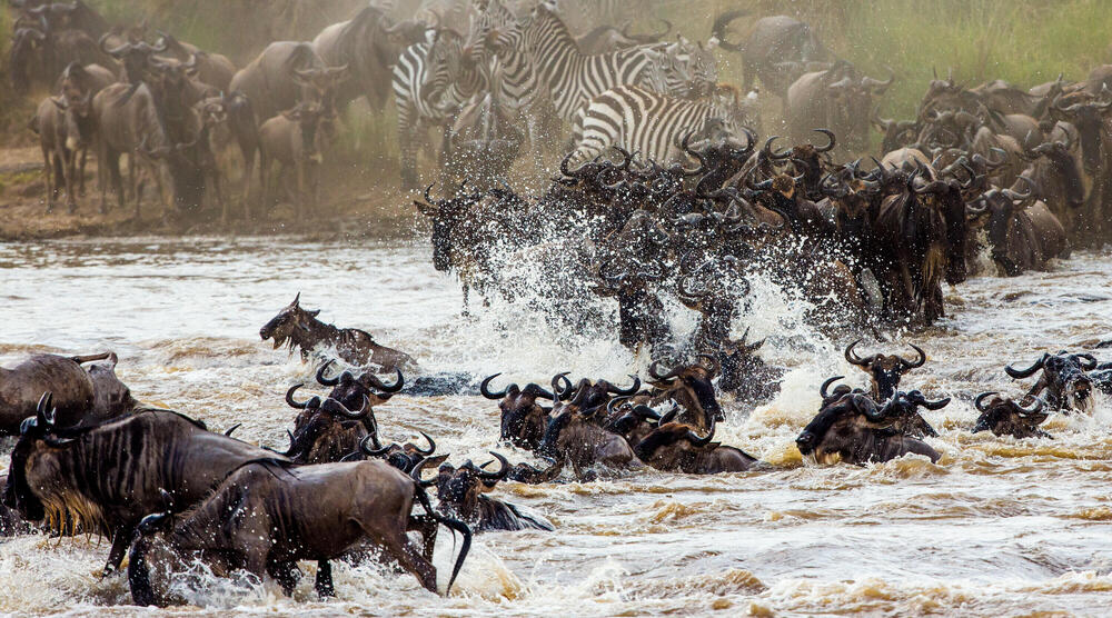 Masai Mara og Det indiske Hav