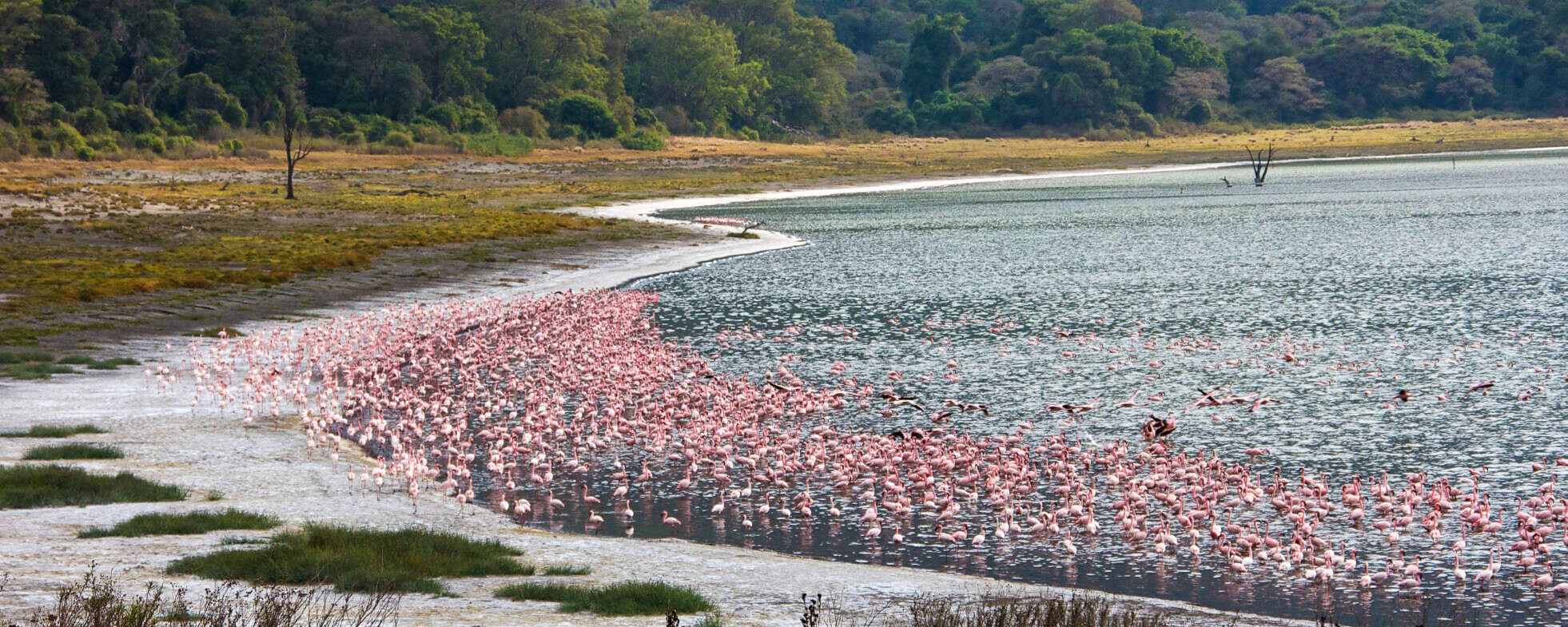 Flamingoer i Empakaai