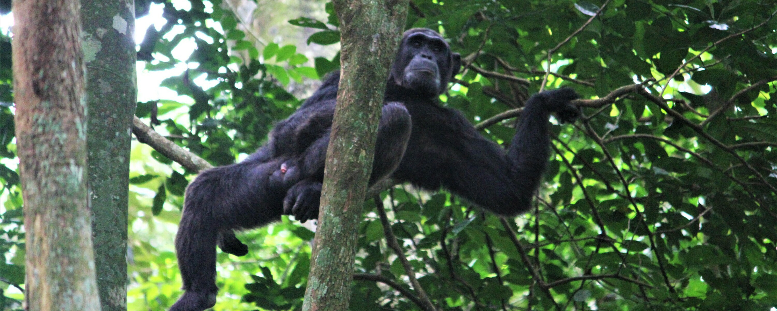 Sjimpanse i Kibale Forest