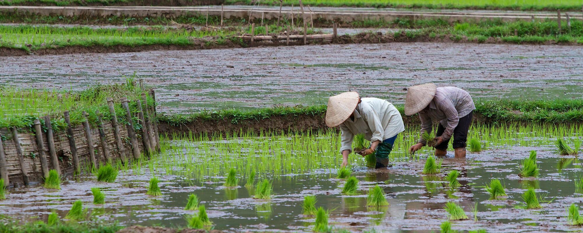 Risbønder i Mai Chau