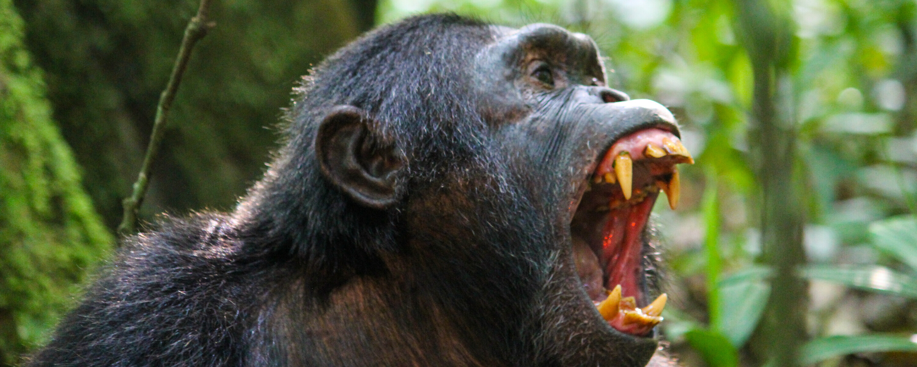 Forvent lyd, bråk og høyt tempo når vi sporer sjimpansene. Unik opplevelse!
