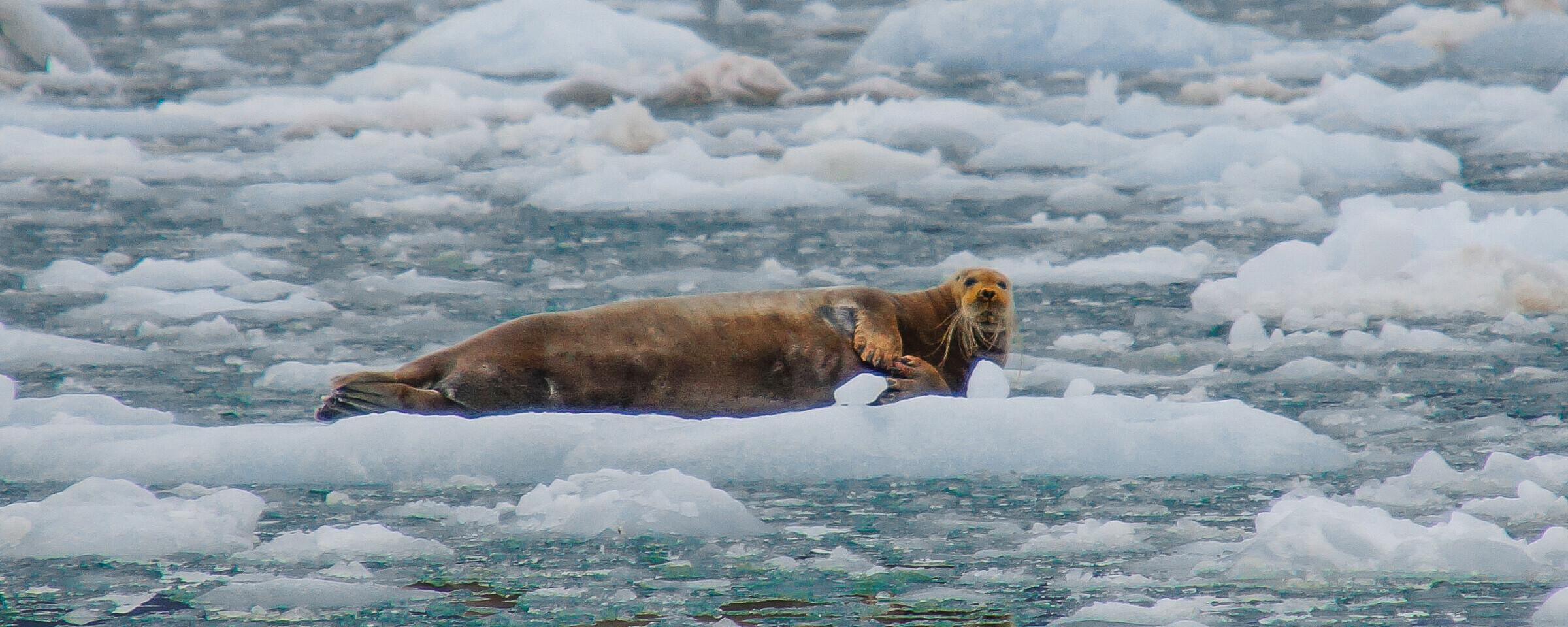 Foto: Hurtigruten Svalbard