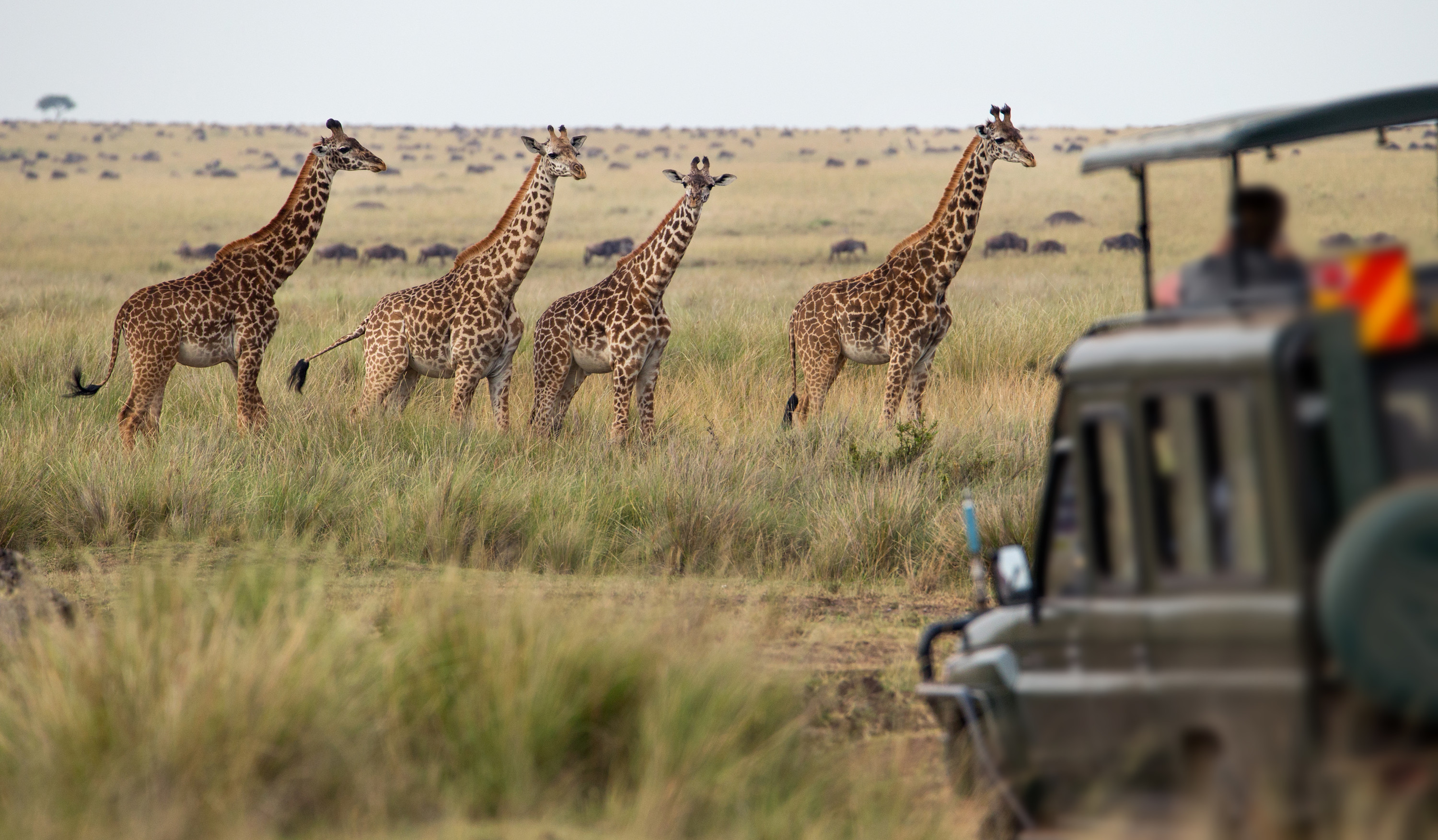 Eventyrlig Gruppereise: Safari i Tarangire Nasjonalpark